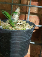 Cycnodes Jumbo Puff