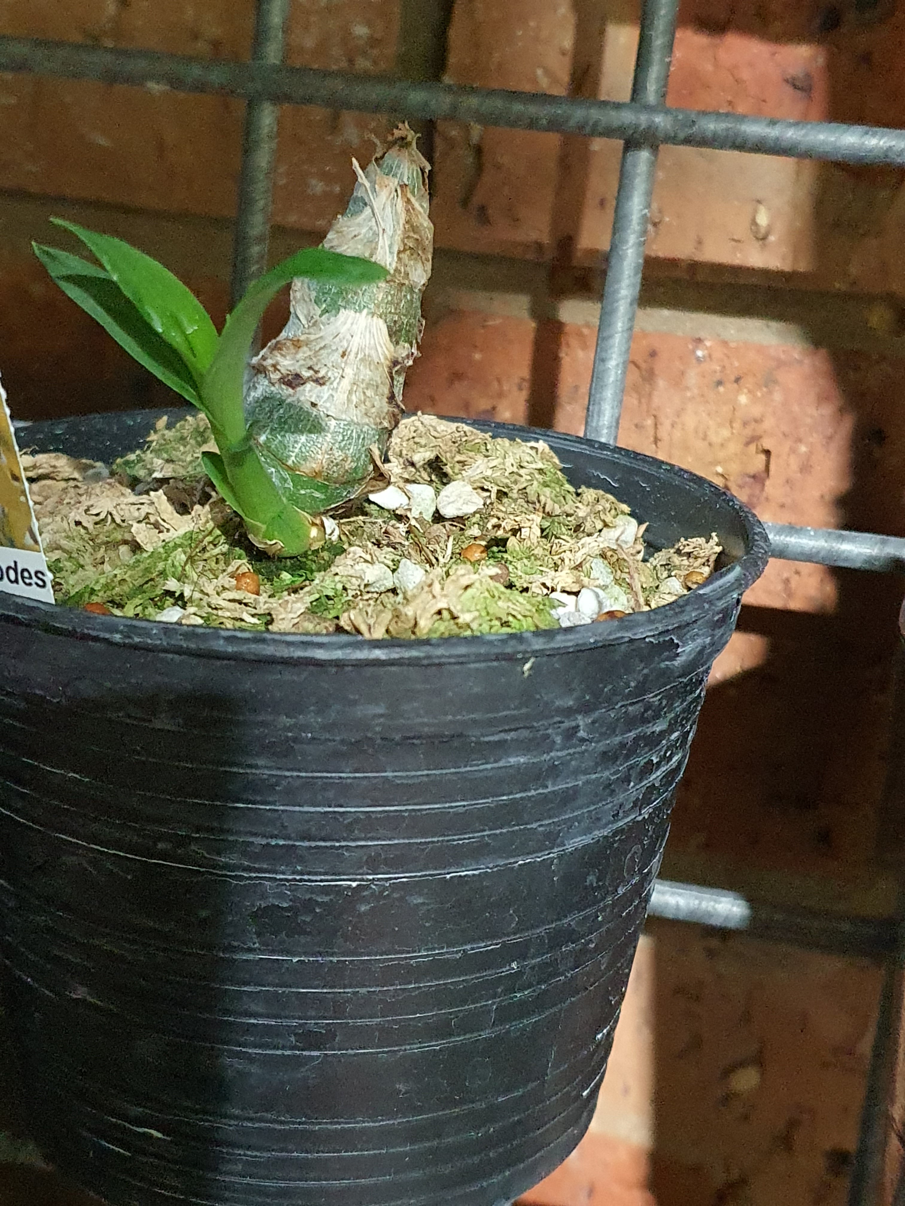 Cycnodes Jumbo Puff