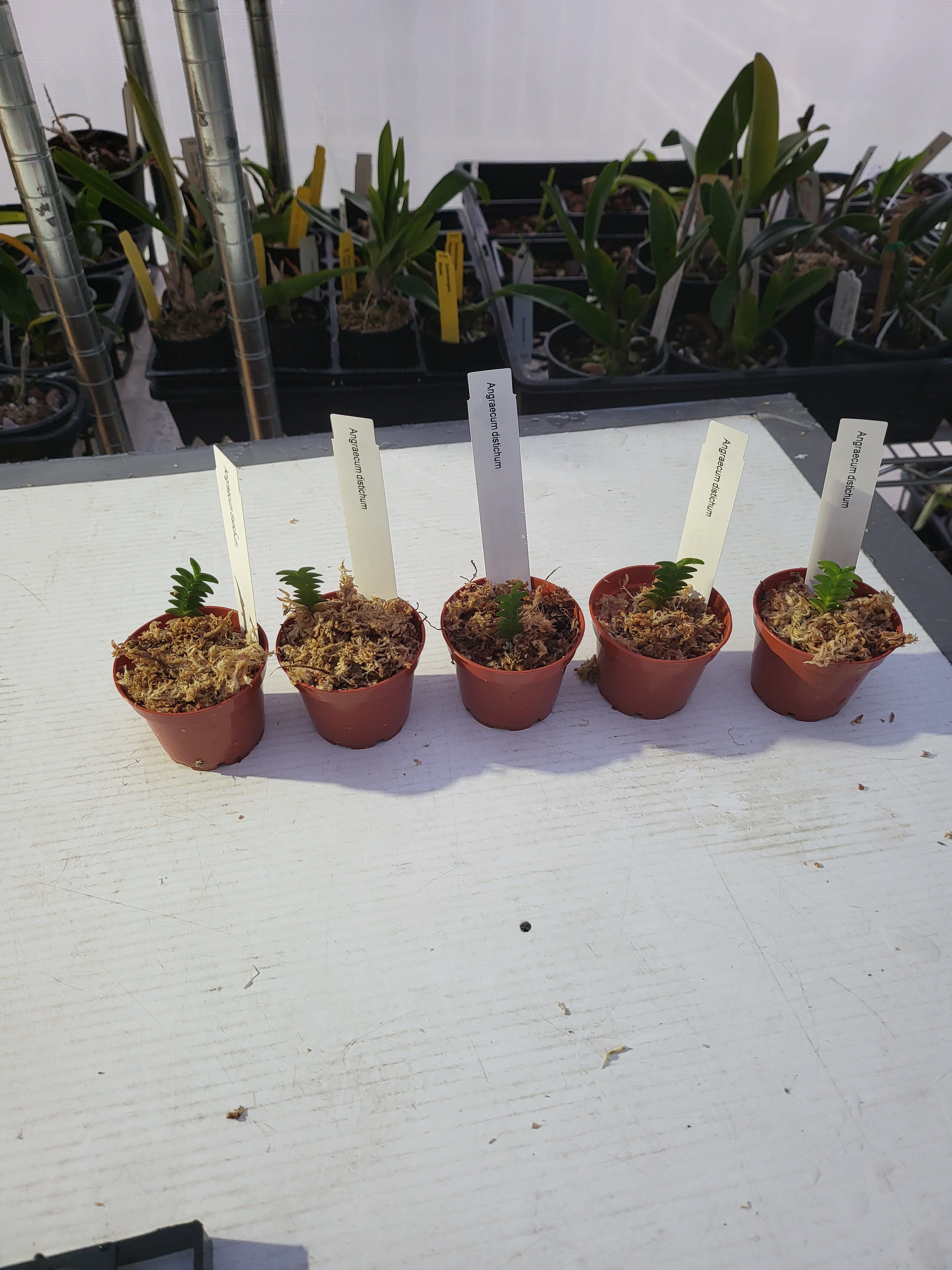 Angraecum Distichum Secondary image