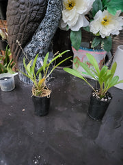 Stelis Porschiana ( Leach Orchid )