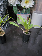 Stelis Porschiana ( Leach Orchid )