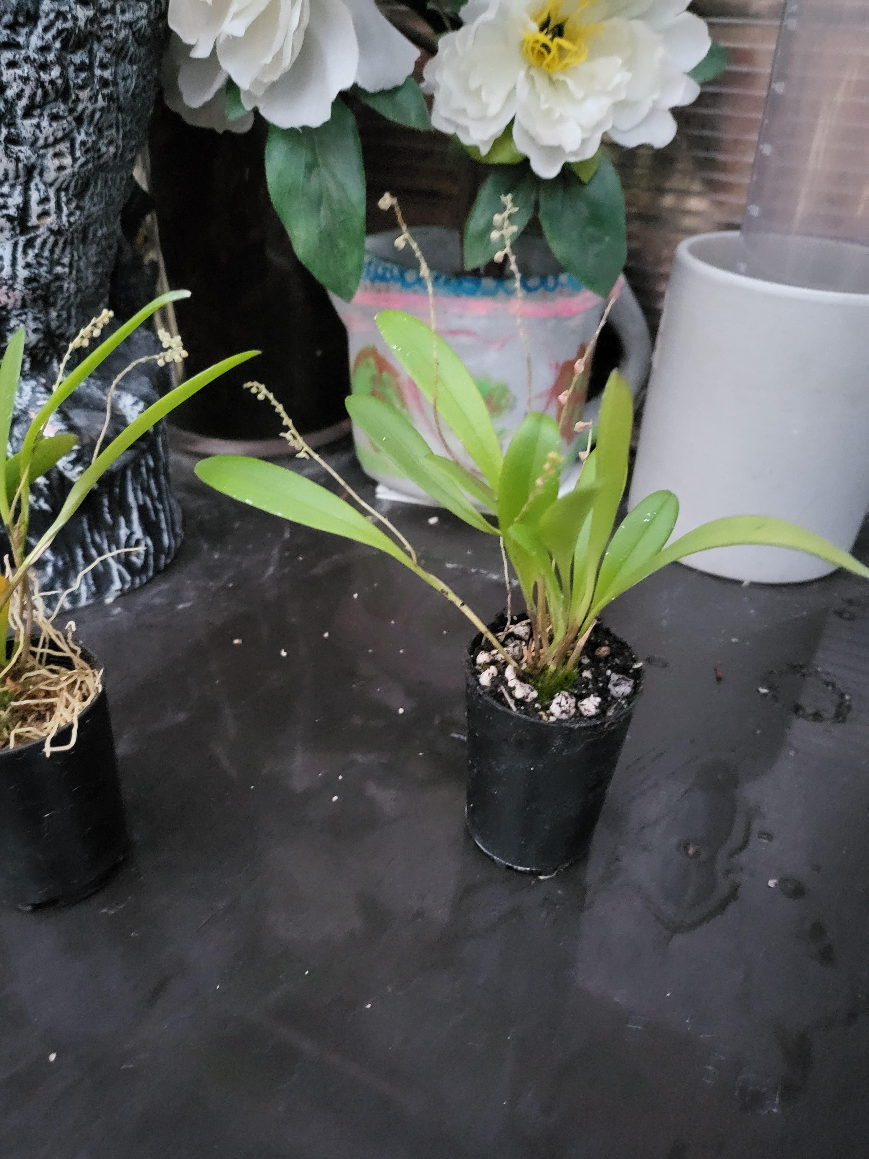 Stelis Porschiana ( Leach Orchid )