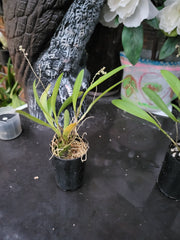 Stelis Porschiana ( Leach Orchid )