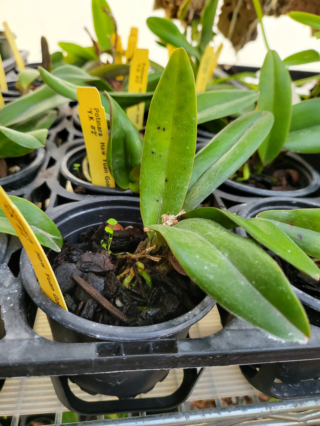 Catt. Pot Haw Yuan  'Gold' ( Fragrant )
