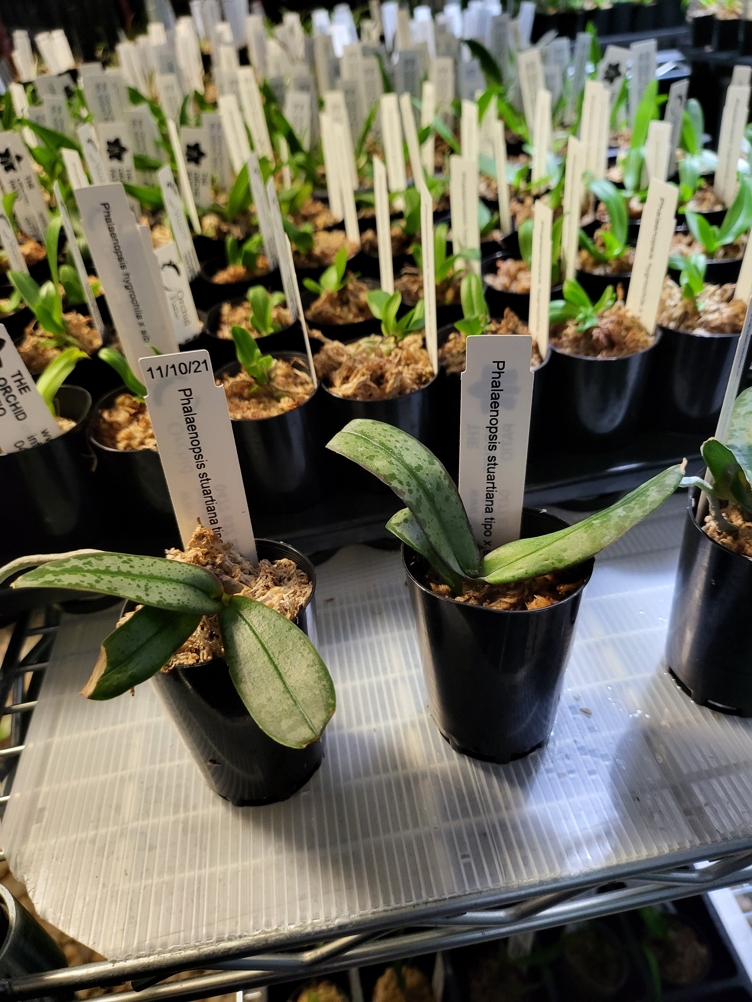 Phalaenopsis Stuartiana tipo x sib (Fragrant ) Secondary image