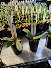 Phalaenopsis Stuartiana tipo x sib (Fragrant )