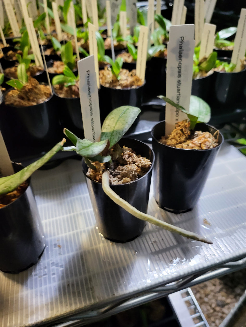 Phalaenopsis Stuartiana tipo x sib (Fragrant )