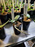 Phalaenopsis Stuartiana tipo x sib (Fragrant )