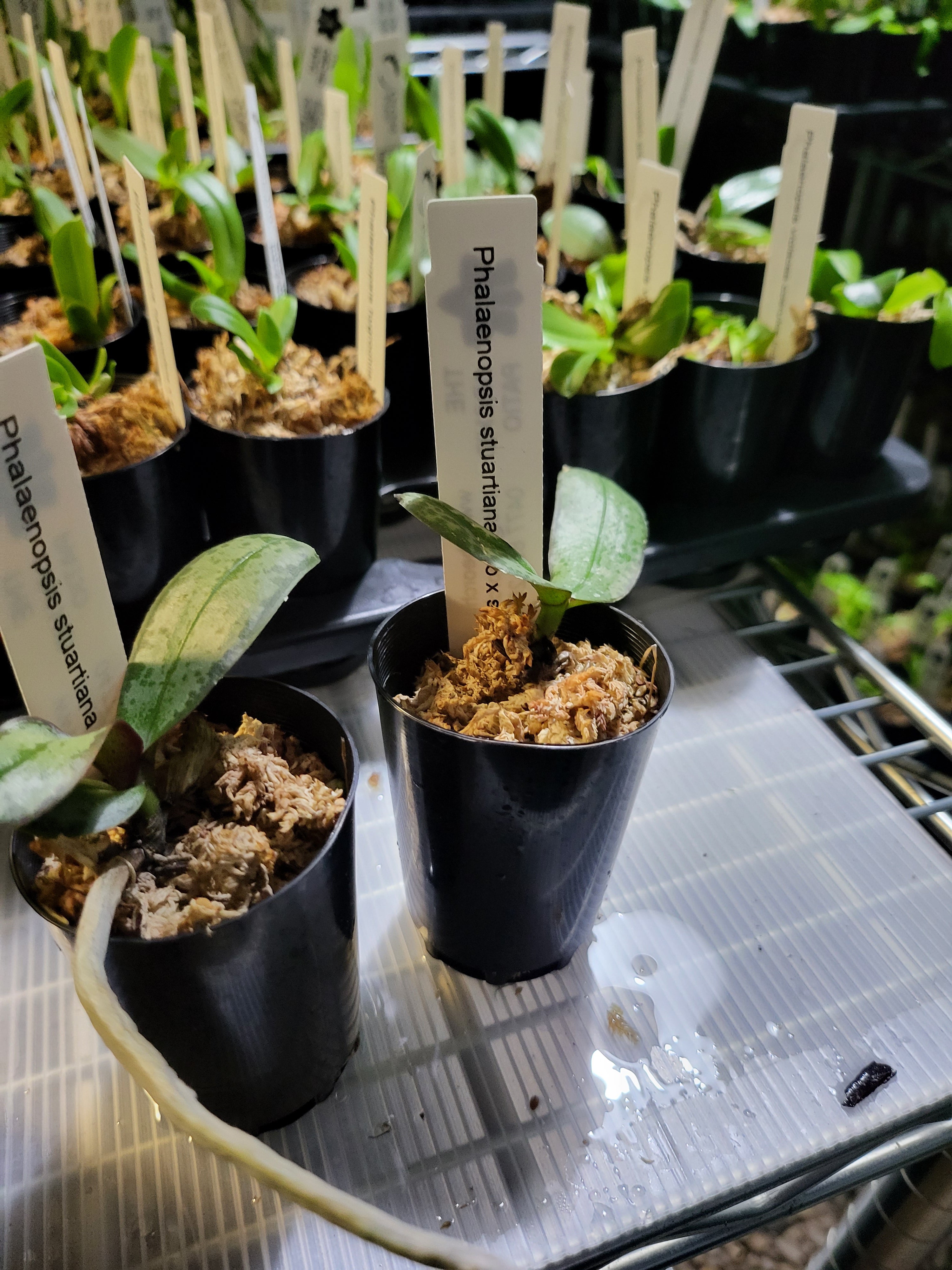 Phalaenopsis Stuartiana tipo x sib (Fragrant )