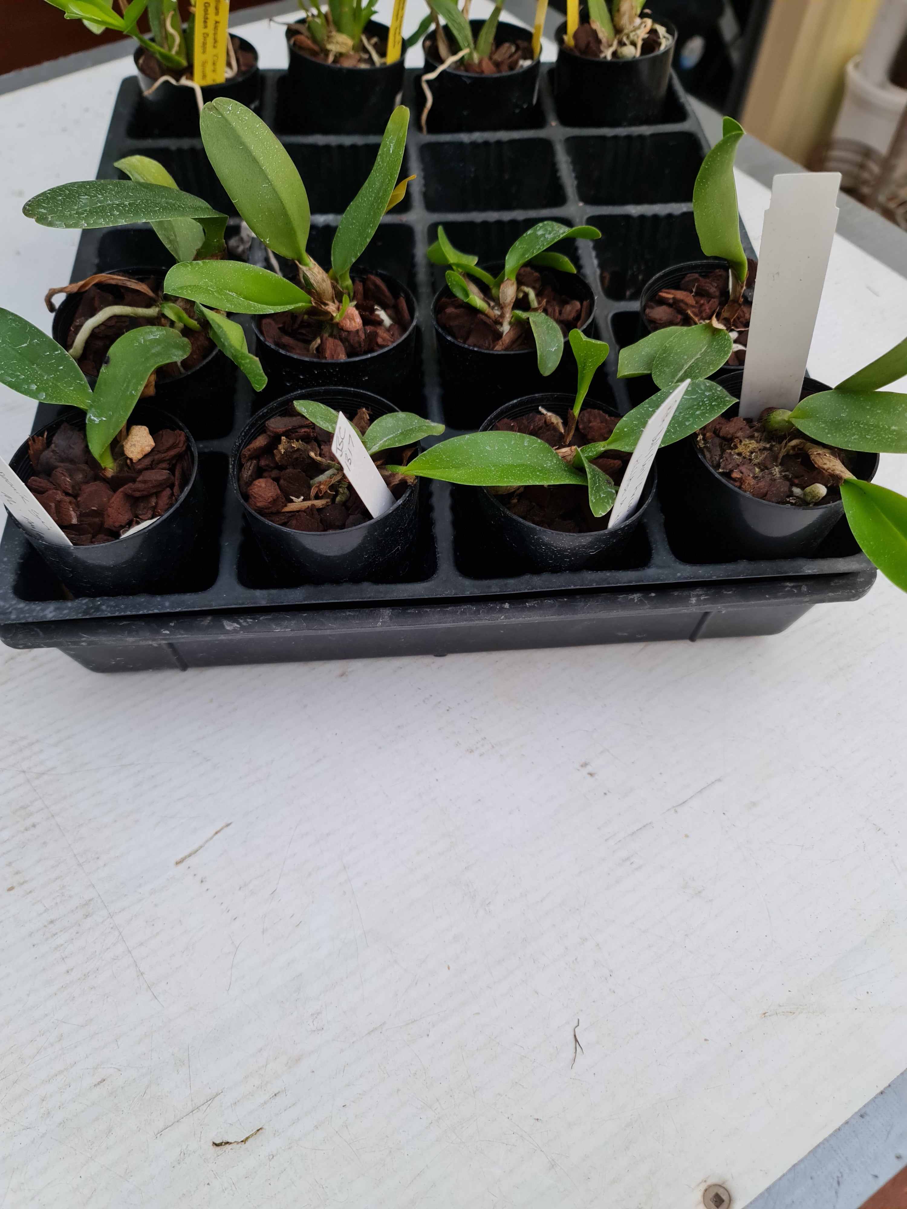 Rlc. Dal's Choice Arcadia Secondary image