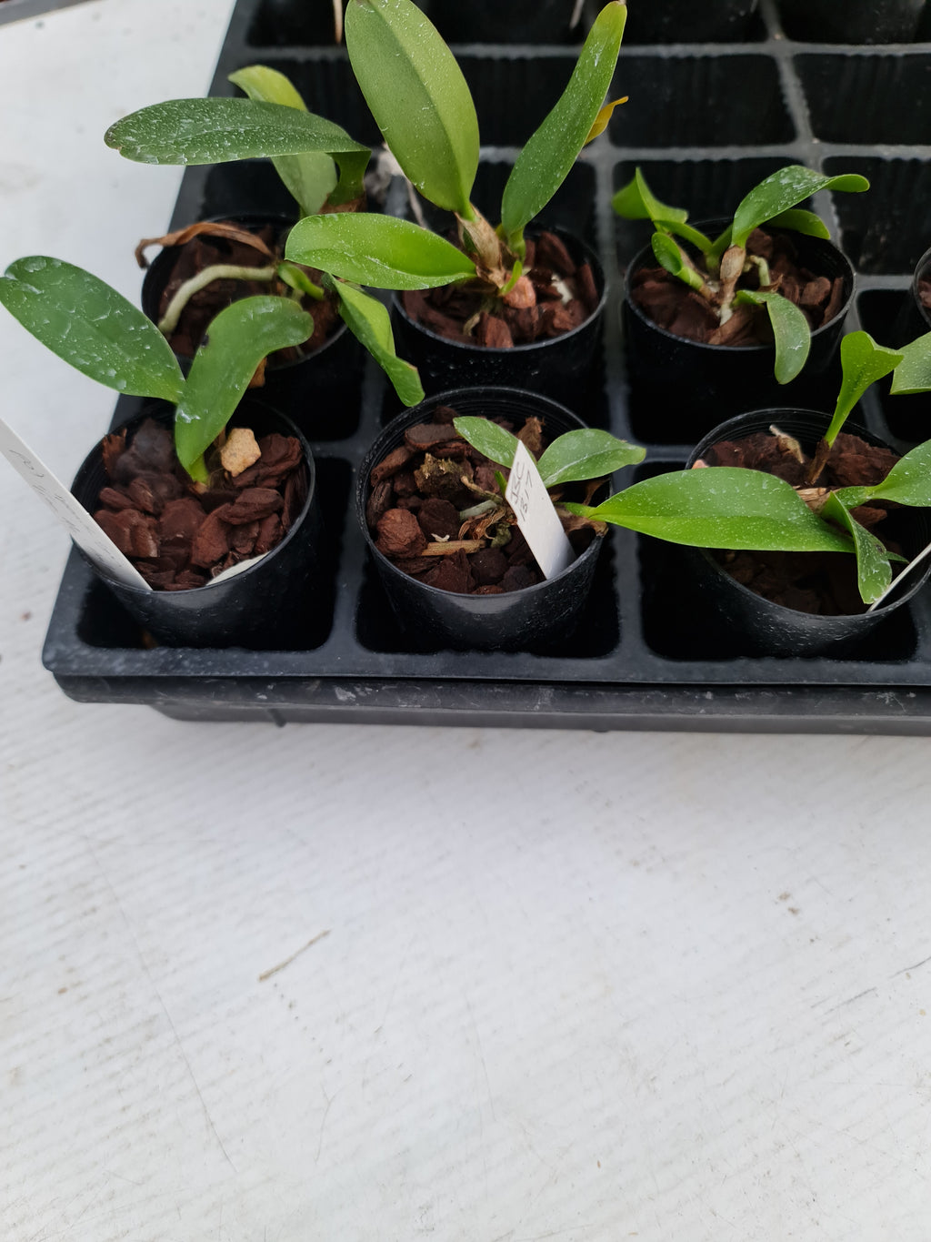 Rlc. Dal's Choice Arcadia