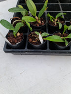 Rlc. Dal's Choice Arcadia