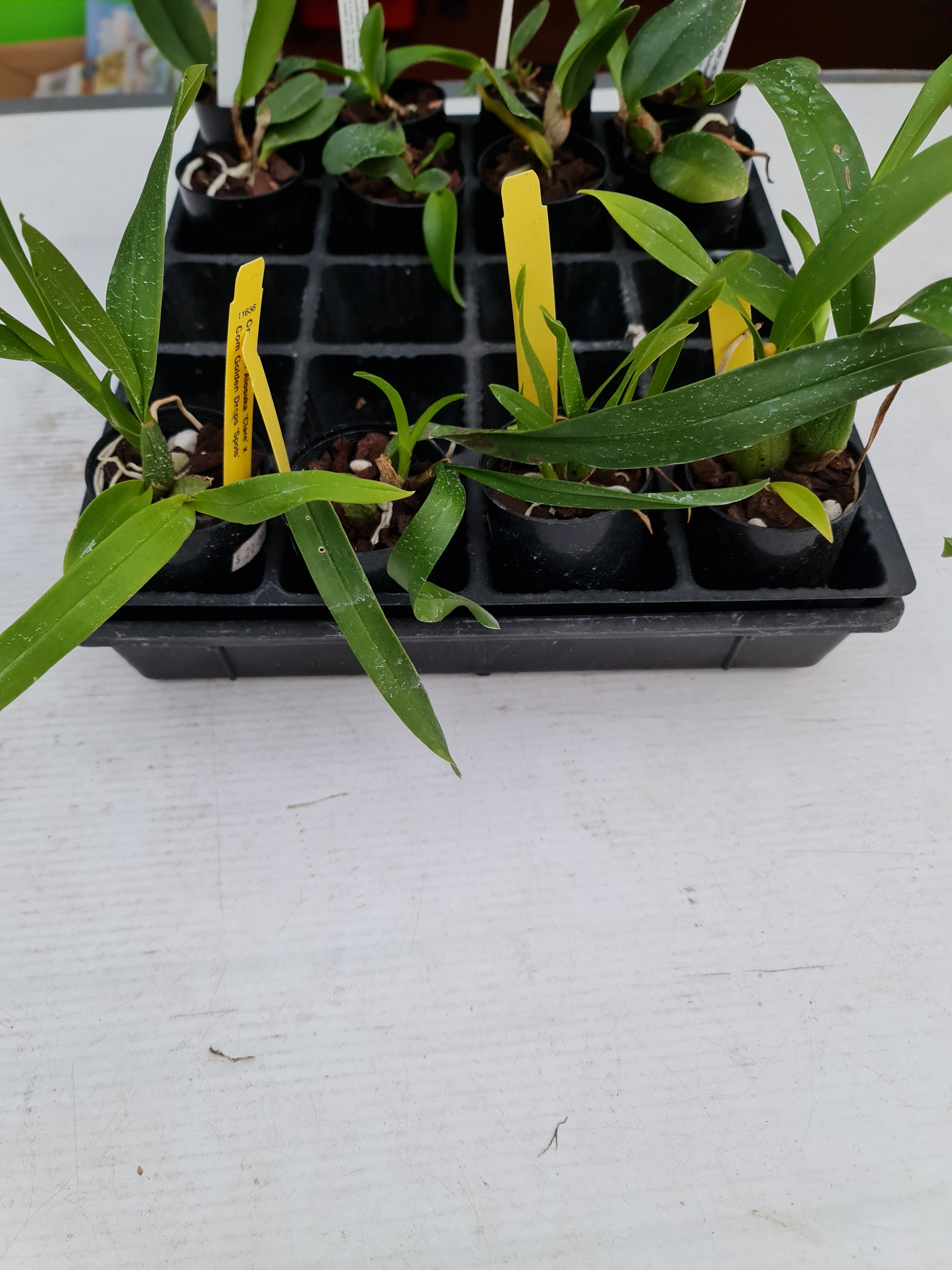 TOP Oncidium Alosuka 'Claire' X Gom. Golden Drops "Spots' Secondary image