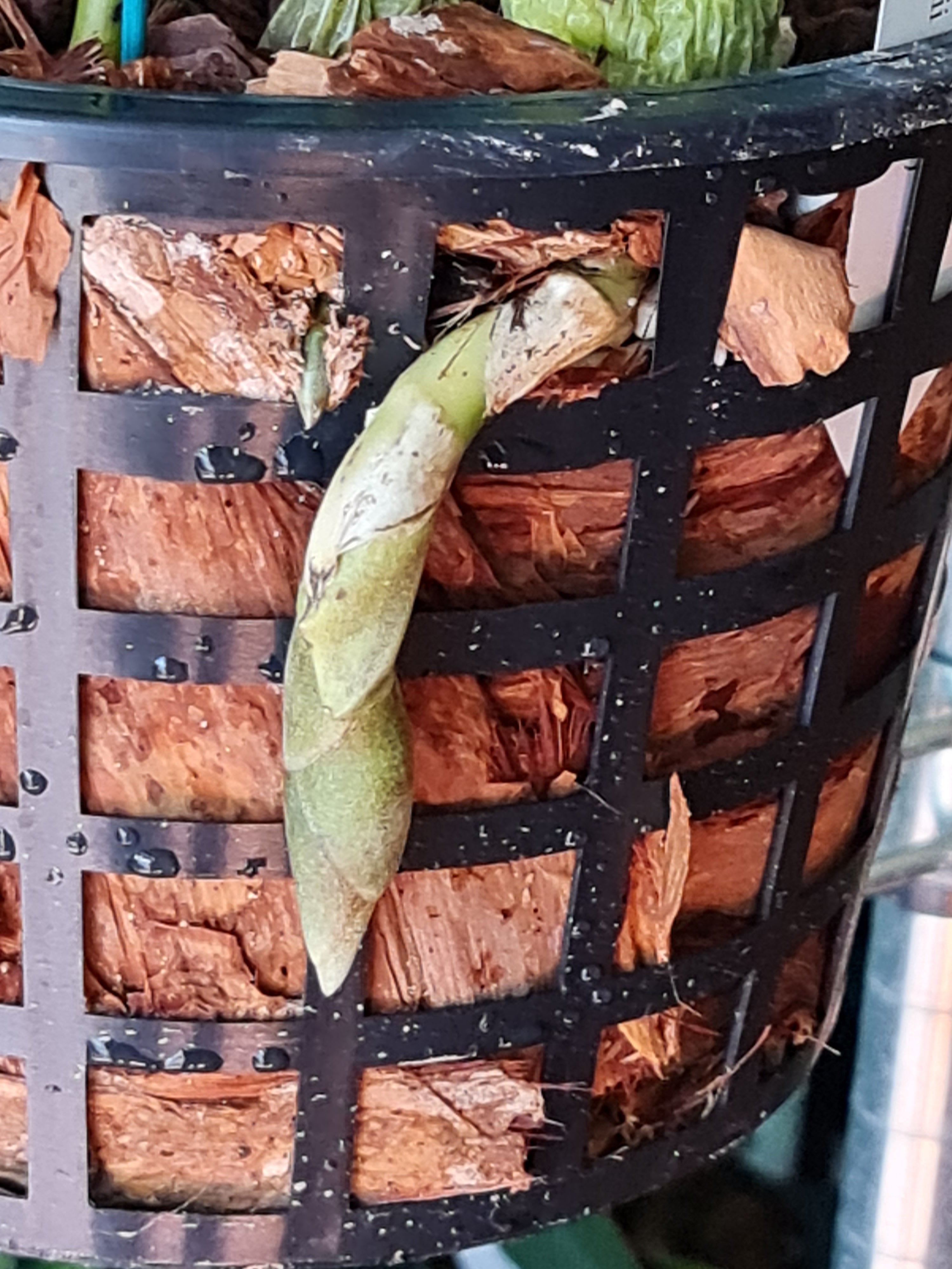 Stanhopea Shuttleworthii ( Fragrant ) Secondary image