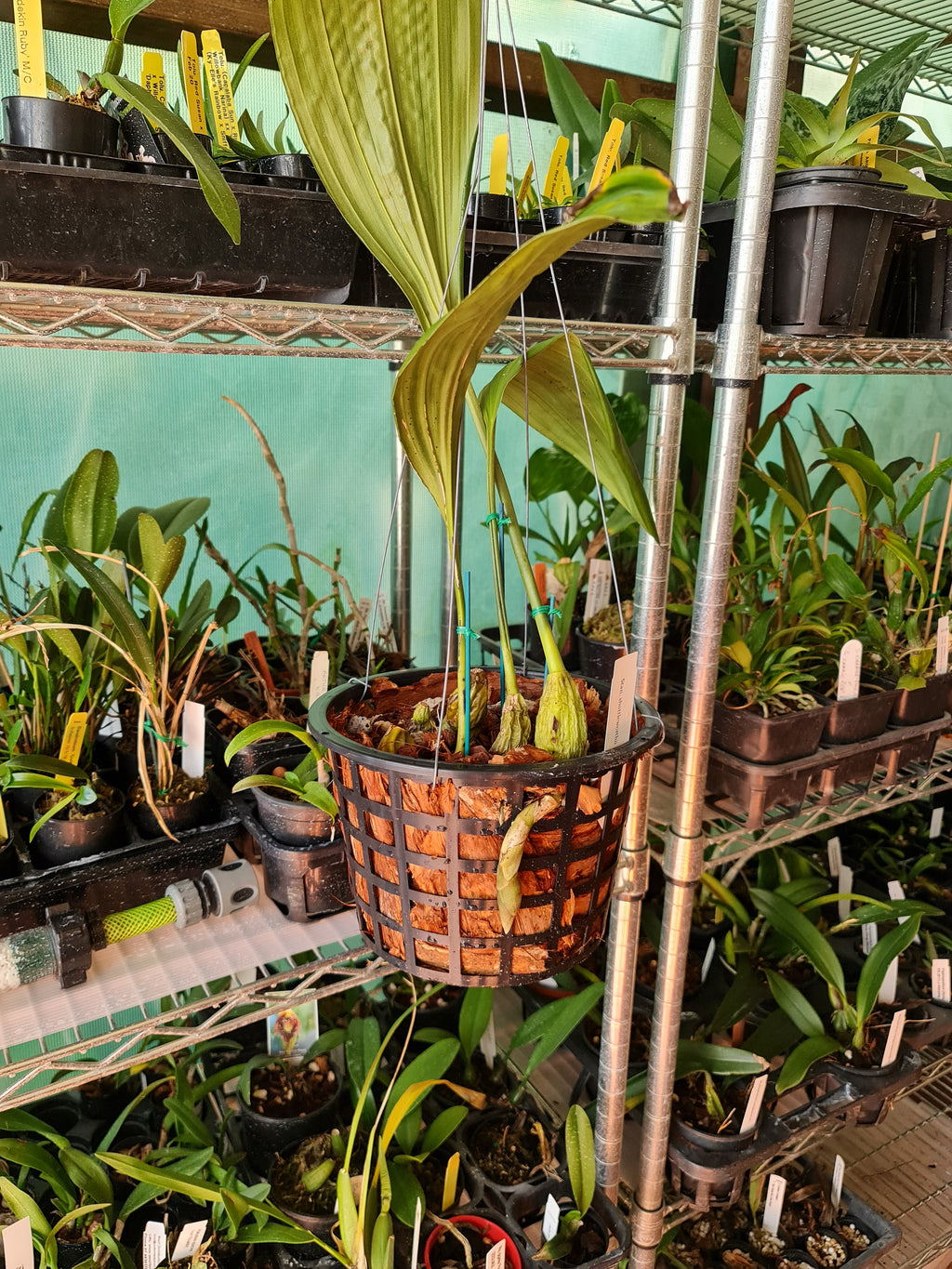Stanhopea Shuttleworthii ( Fragrant )