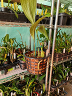 Stanhopea Shuttleworthii ( Fragrant )