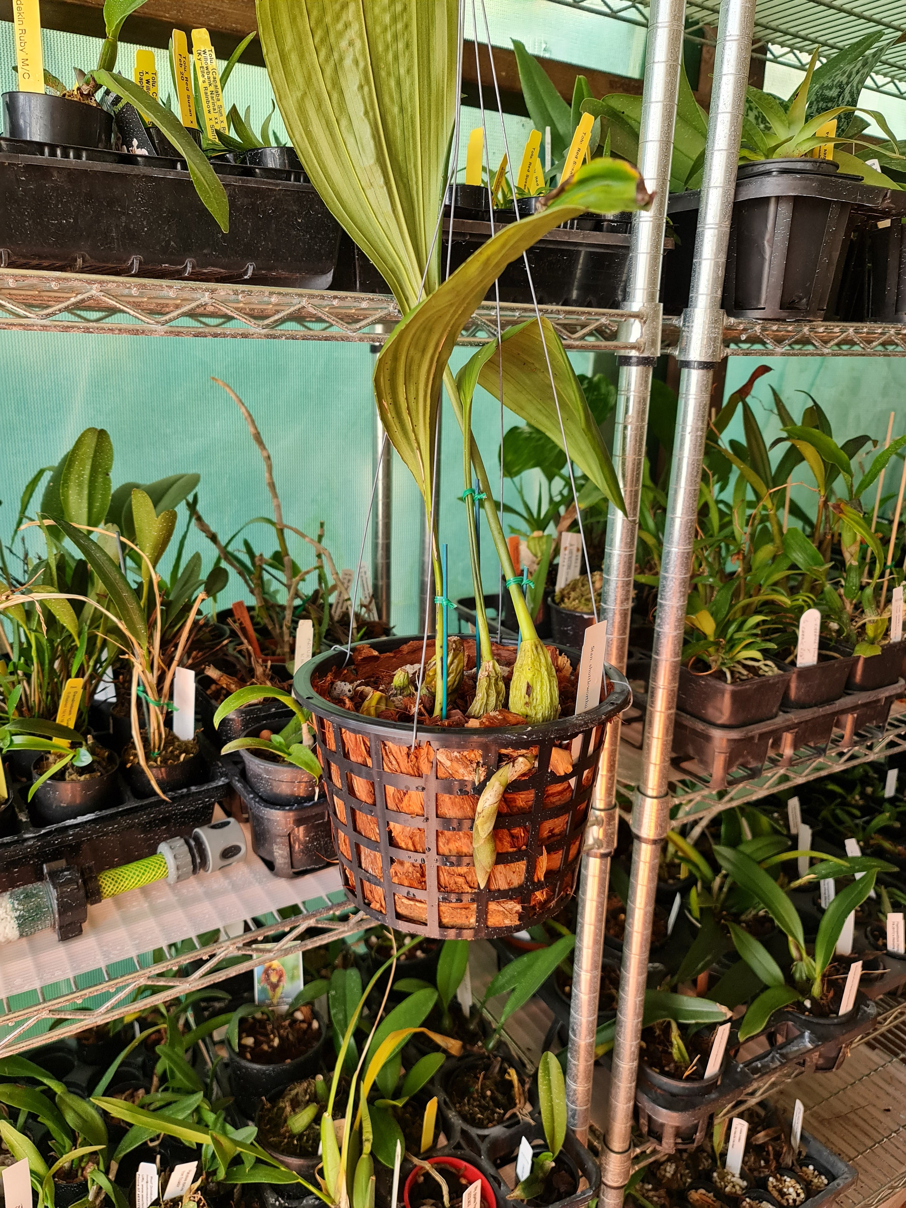 Stanhopea Shuttleworthii ( Fragrant )