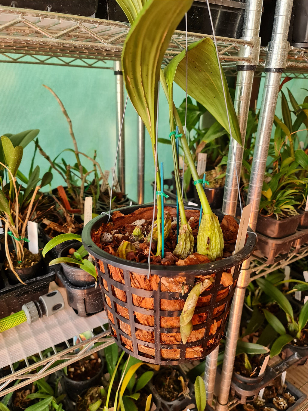Stanhopea Shuttleworthii ( Fragrant )