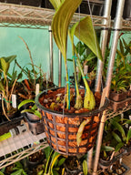 Stanhopea Shuttleworthii ( Fragrant )