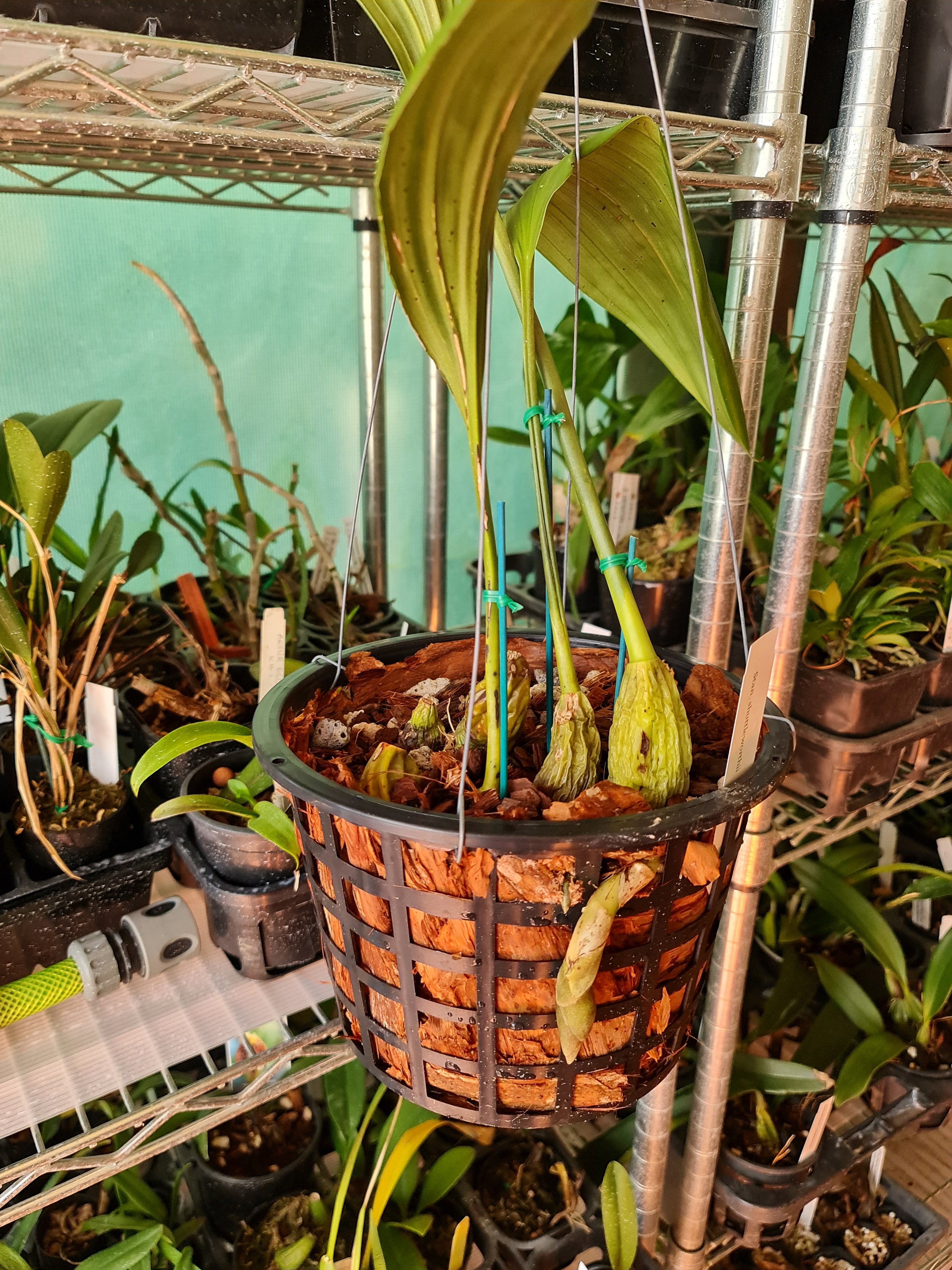 Stanhopea Shuttleworthii ( Fragrant )