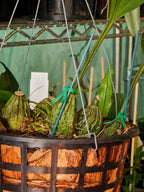 Fragrant Stanhopea Shuttleworthii