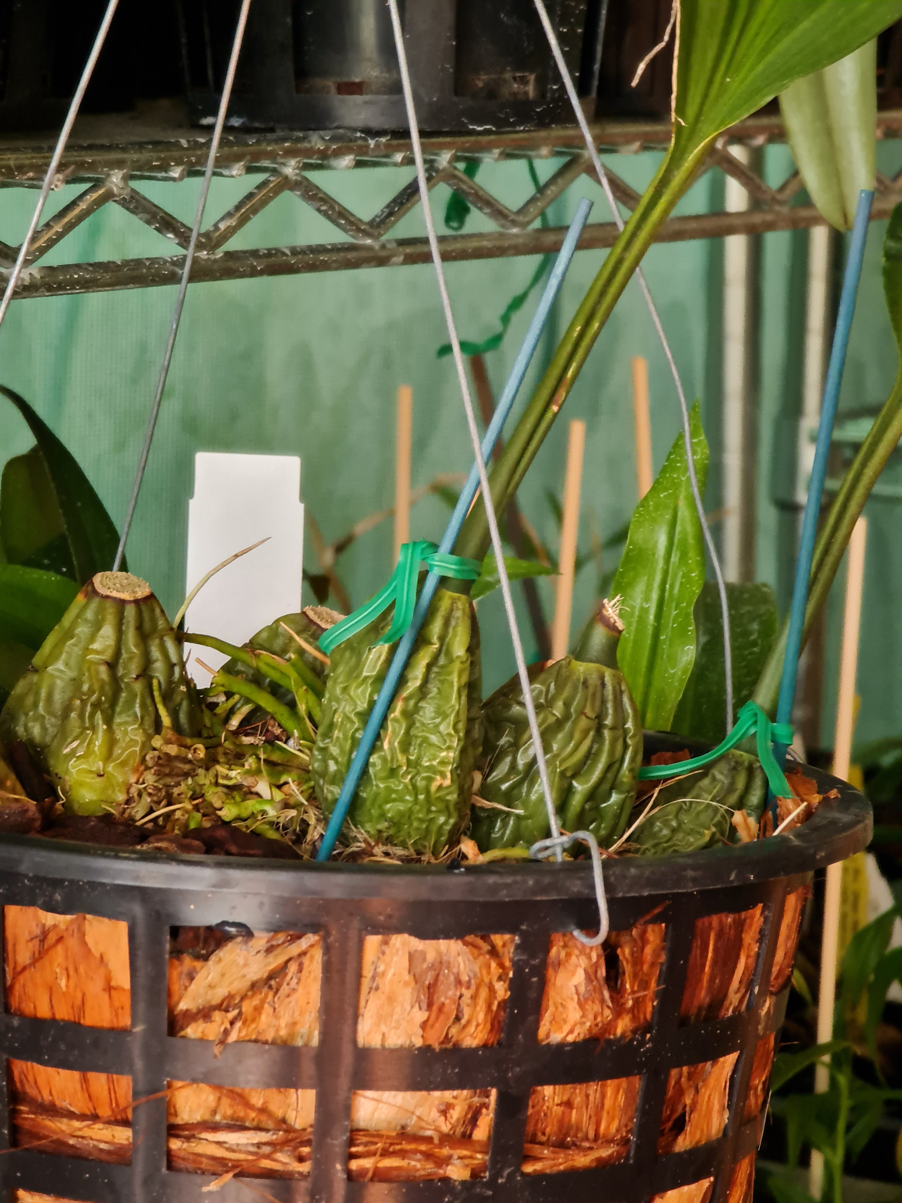 Fragrant Stanhopea Shuttleworthii