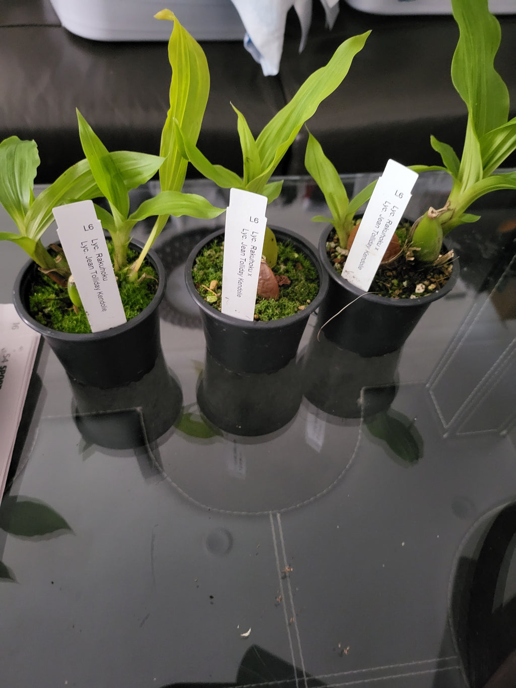 Lyc. Rakuhoku x Lyc. Jean Tolliday Kendolie