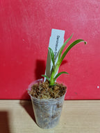 TOP - Dendrobium 'Dragon Fly' Variegated