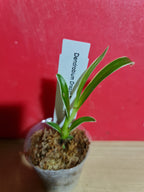 TOP - Dendrobium 'Dragon Fly' Variegated