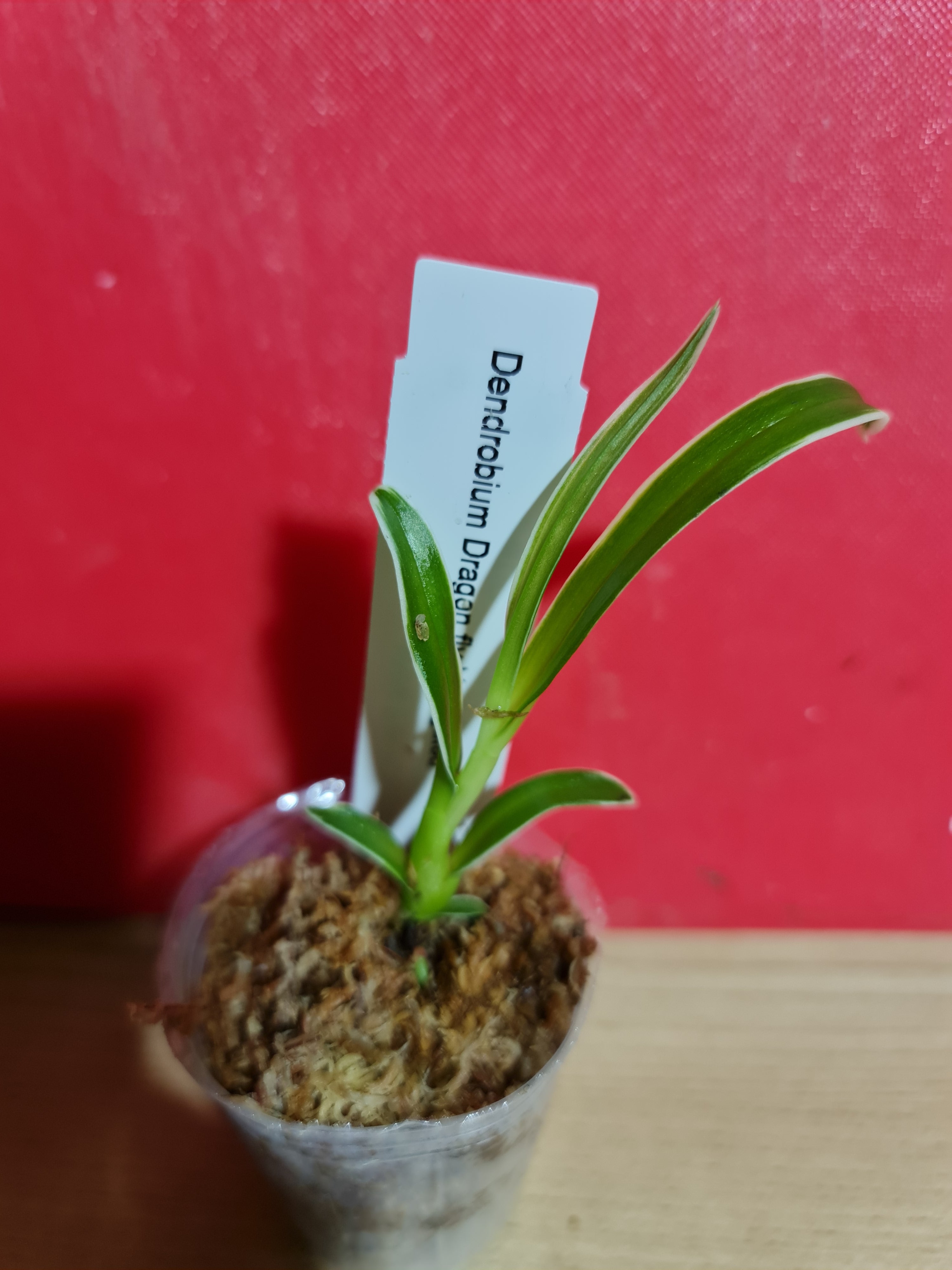 TOP - Dendrobium 'Dragon Fly' Variegated
