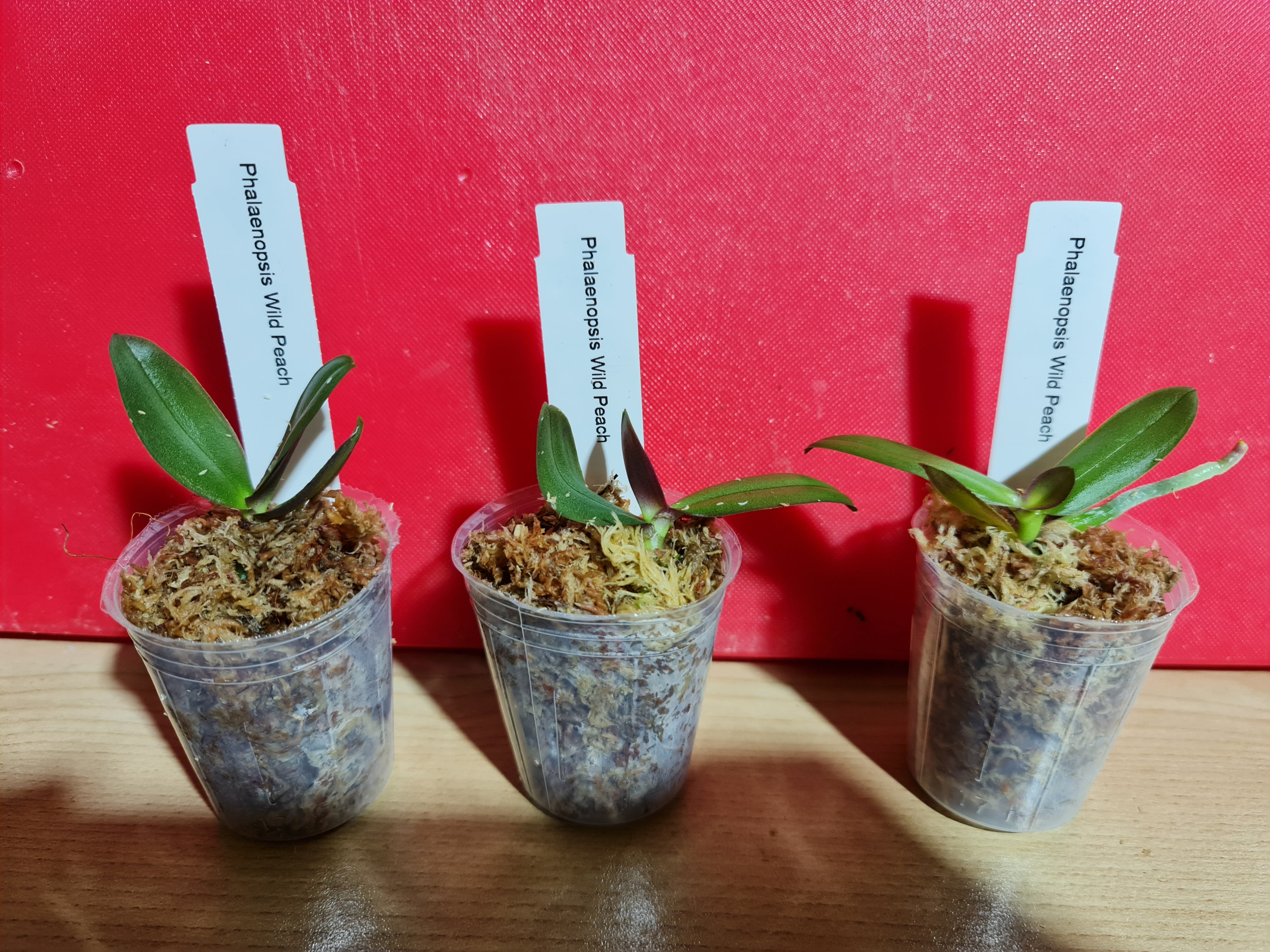 TOP - Phalaenopsis "Wild Peach" (Mericlone) Secondary image