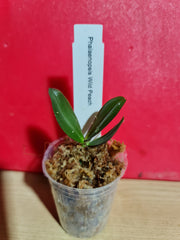 TOP - Phalaenopsis "Wild Peach" (Mericlone)