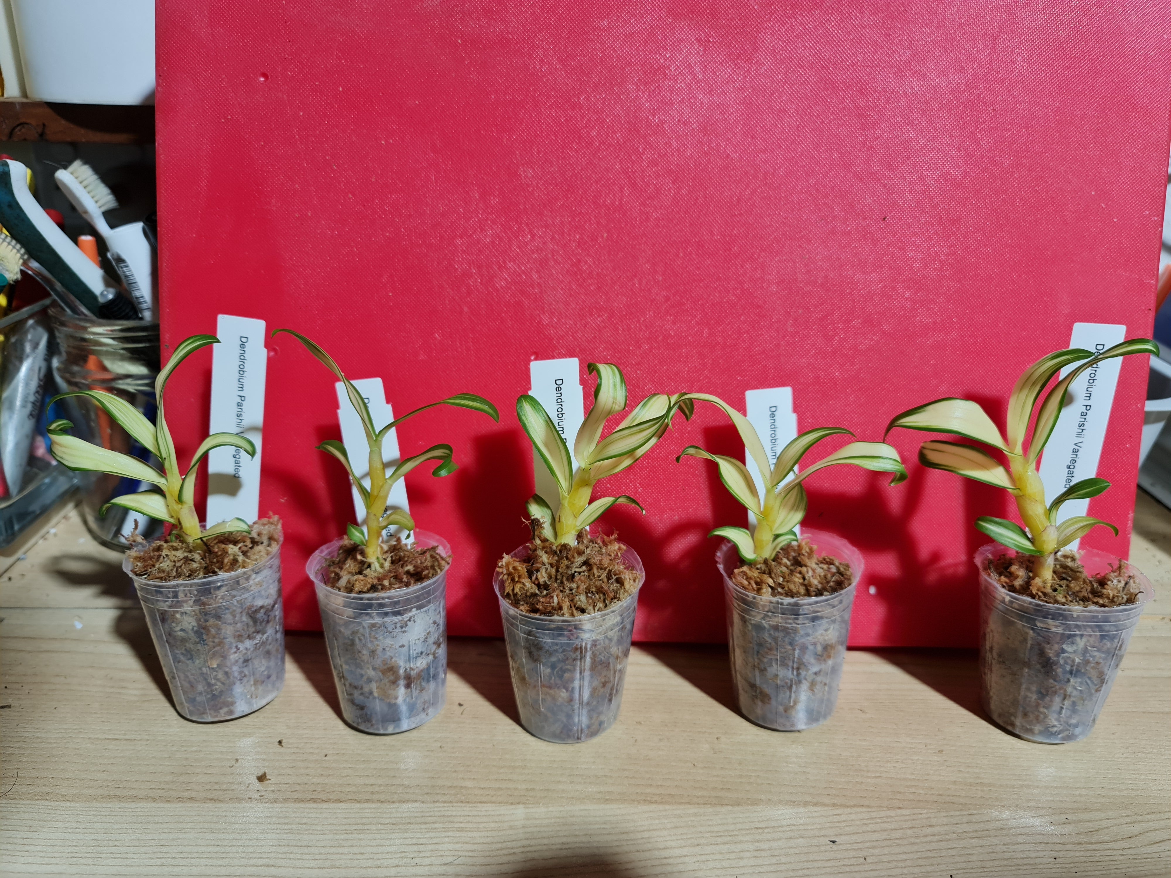 TOP - Dendrobium parishii 'Variegated' (Rare Species) Secondary image