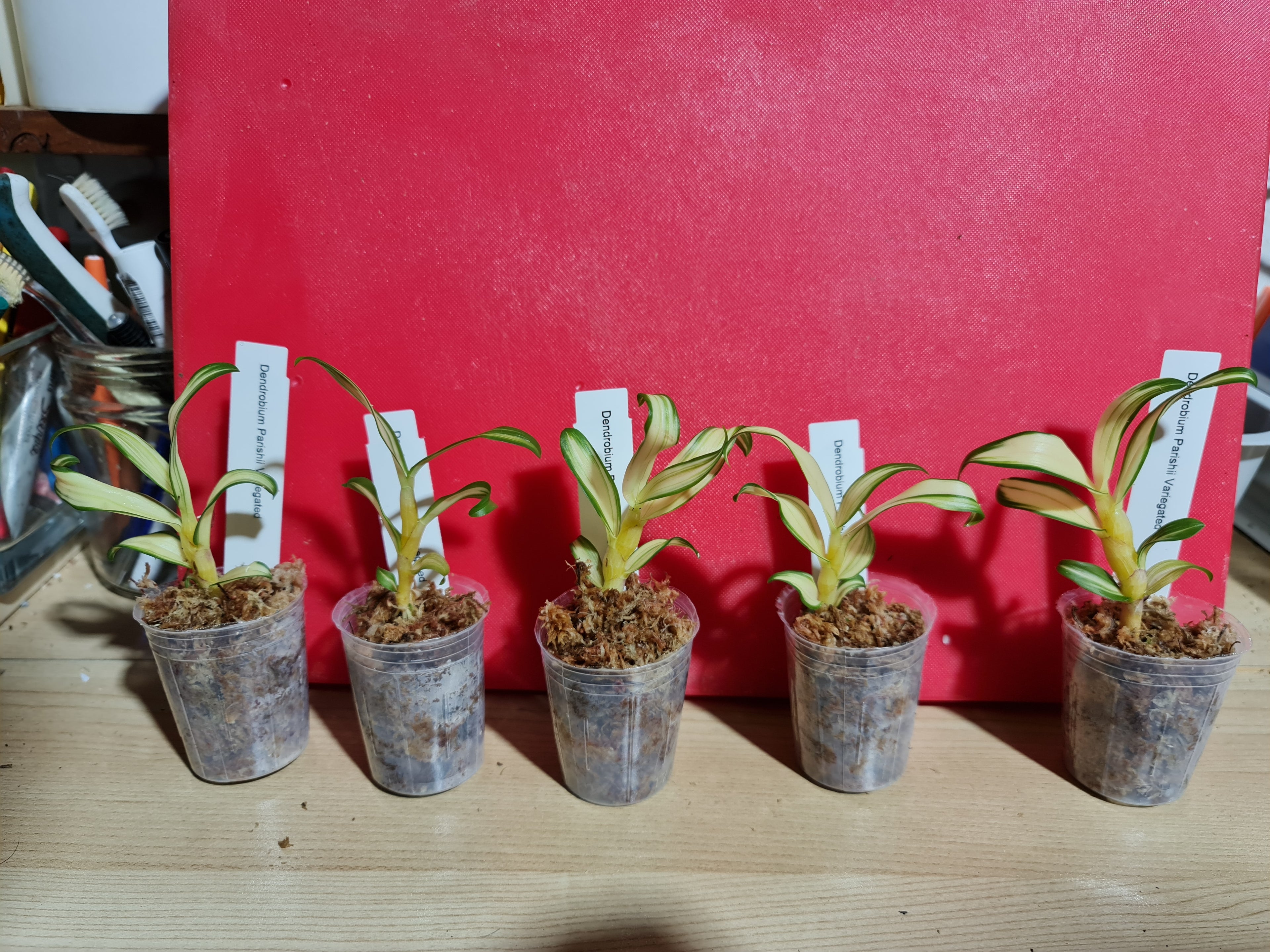 TOP - Dendrobium parishii 'Variegated' (Rare Species)