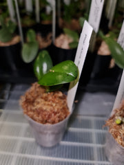 TOP - Phalaenopsis Allura "Ruby Diamond" (Fragrant Novelty)
