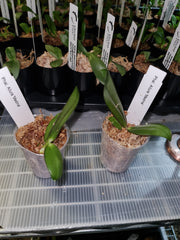 TOP - Phalaenopsis Allura 'Medina' (Splash Waxy Novelty)