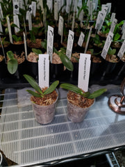 TOP - Phalaenopsis Allura 'Medina' (Splash Waxy Novelty)