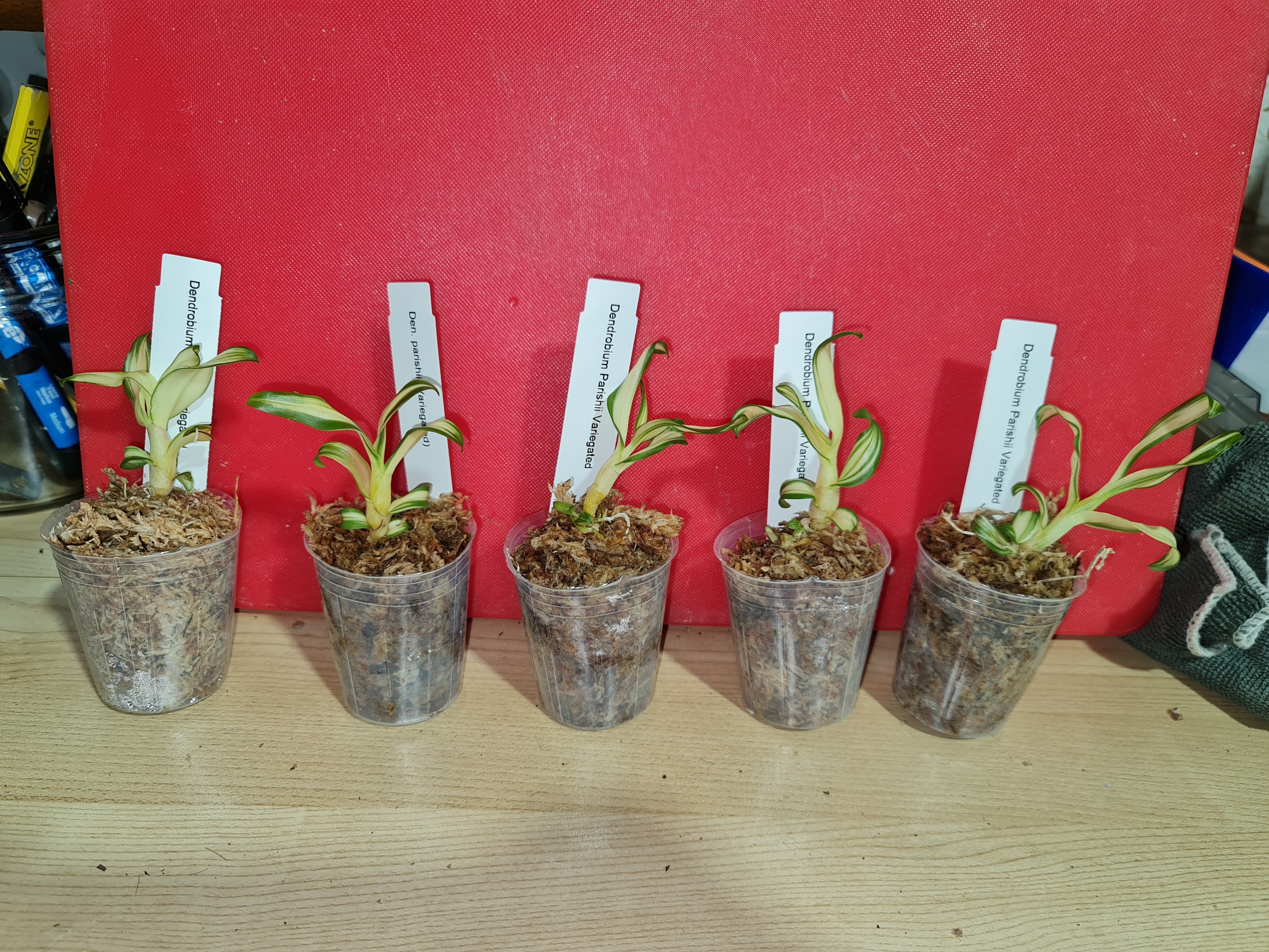 TOP - Dendrobium parishii 'Variegated' (Seedling) Secondary image