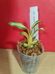 TOP - Dendrobium parishii 'Variegated' (Seedling)