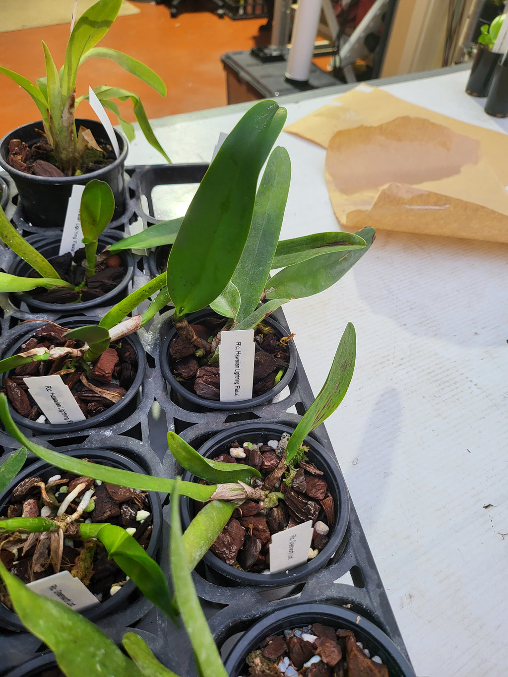 Blc. Hawaiian Lightning Fiesta ( Fragrant )