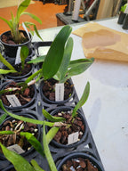 Blc. Hawaiian Lightning Fiesta ( Fragrant )