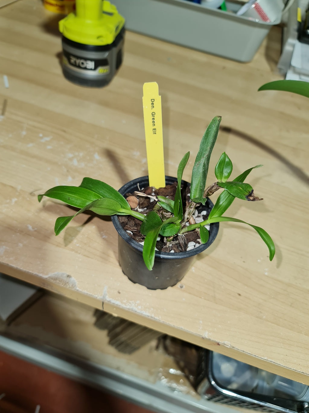Den. Green Elf