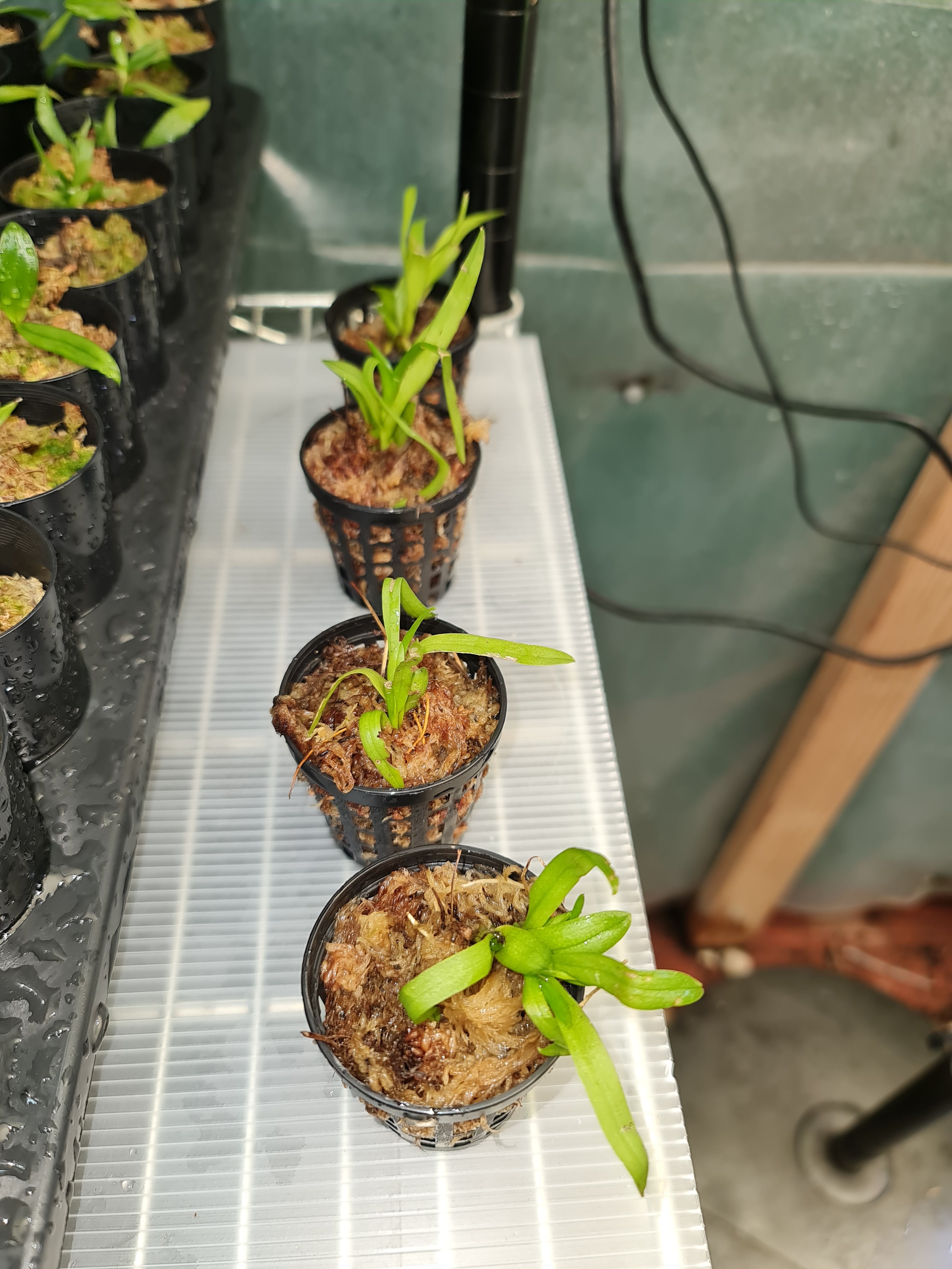 TOP Phalaenopsis ( Dor. ) pulcherrima 'Coerulea Splash' x sib Secondary image