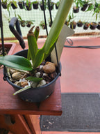 Rlc. Sanyung Ruby (Fragrant)