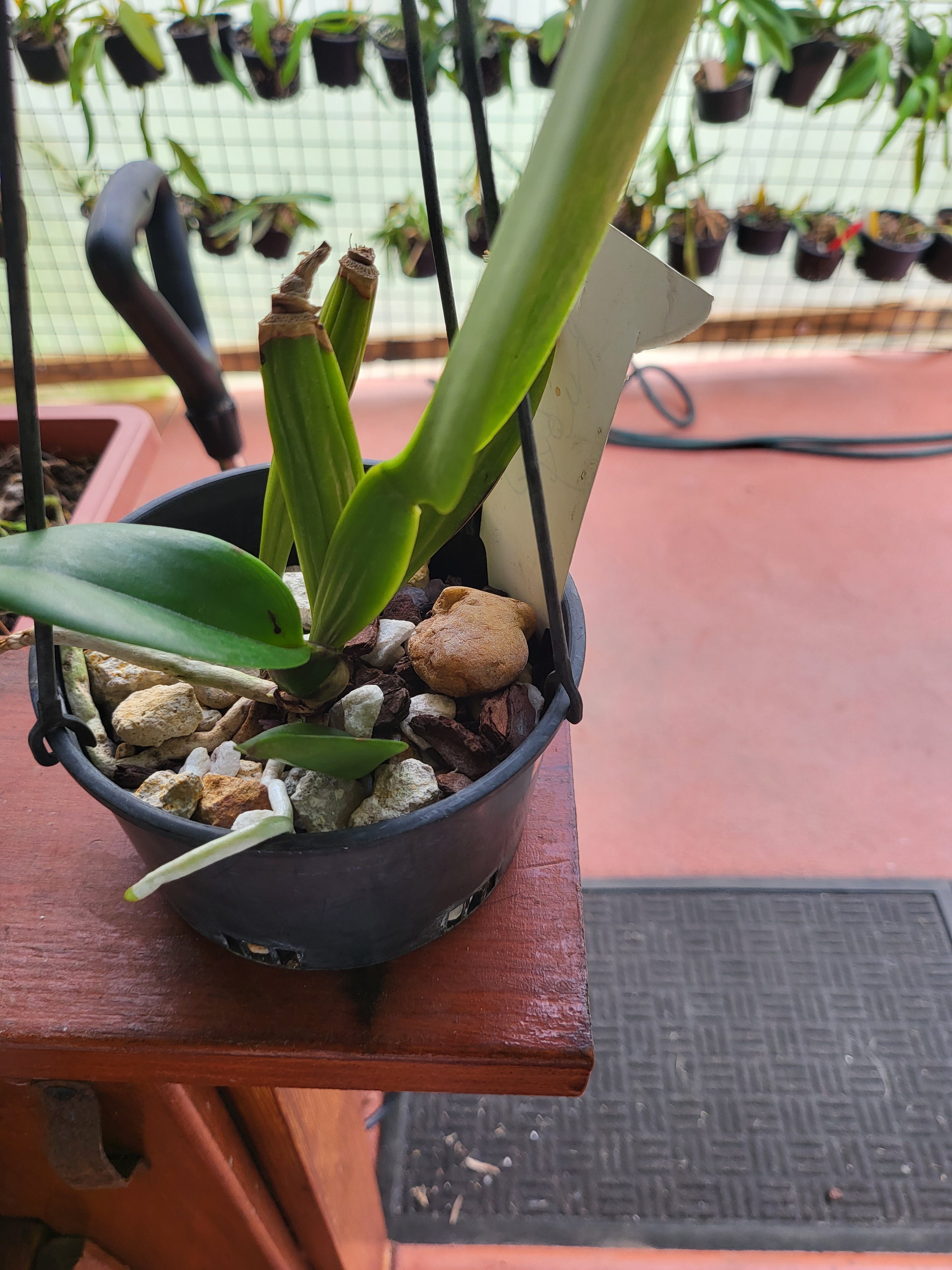 Rlc. Sanyung Ruby (Fragrant) Secondary image