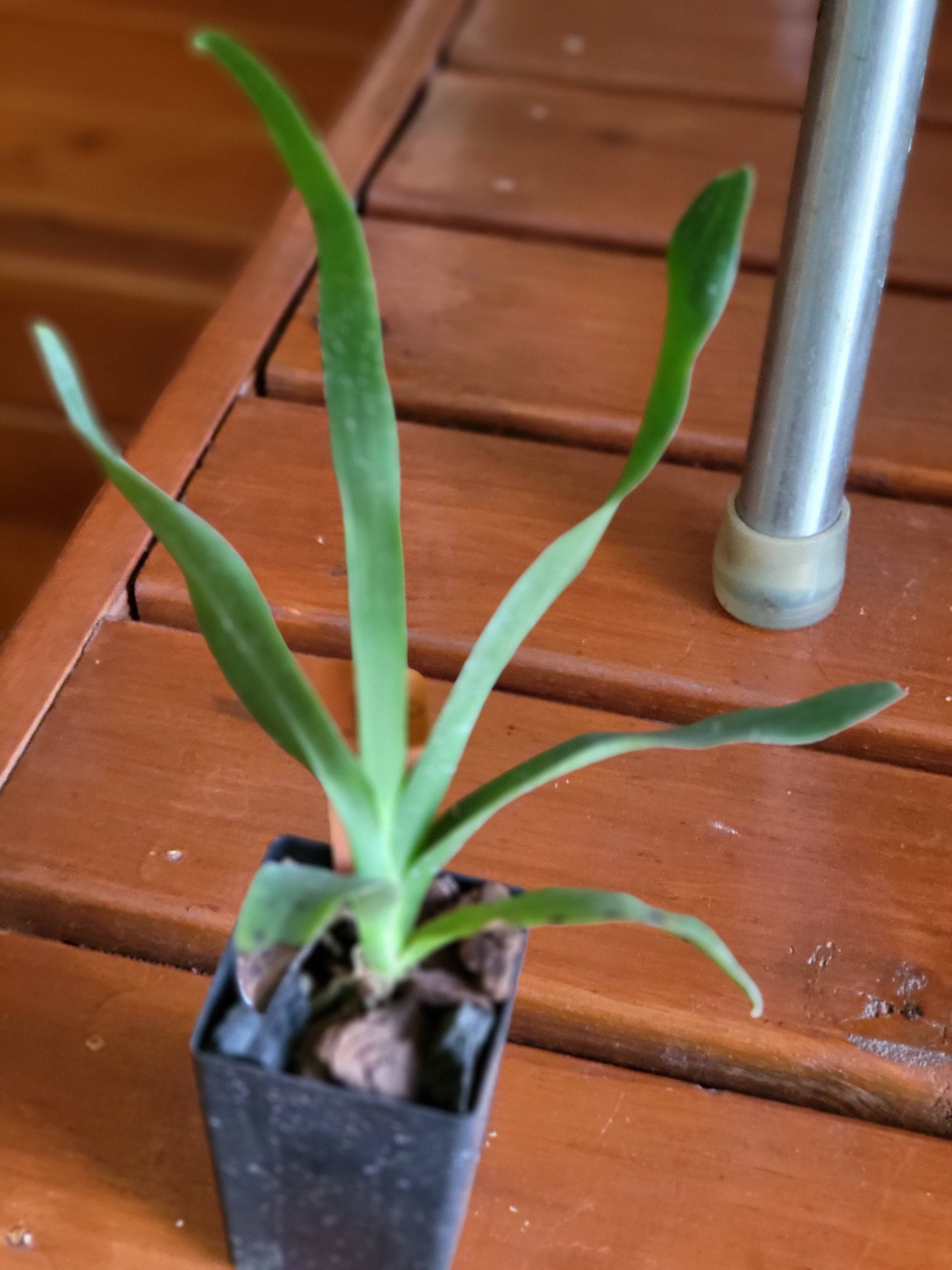 TOP Angraecum superbum Secondary image