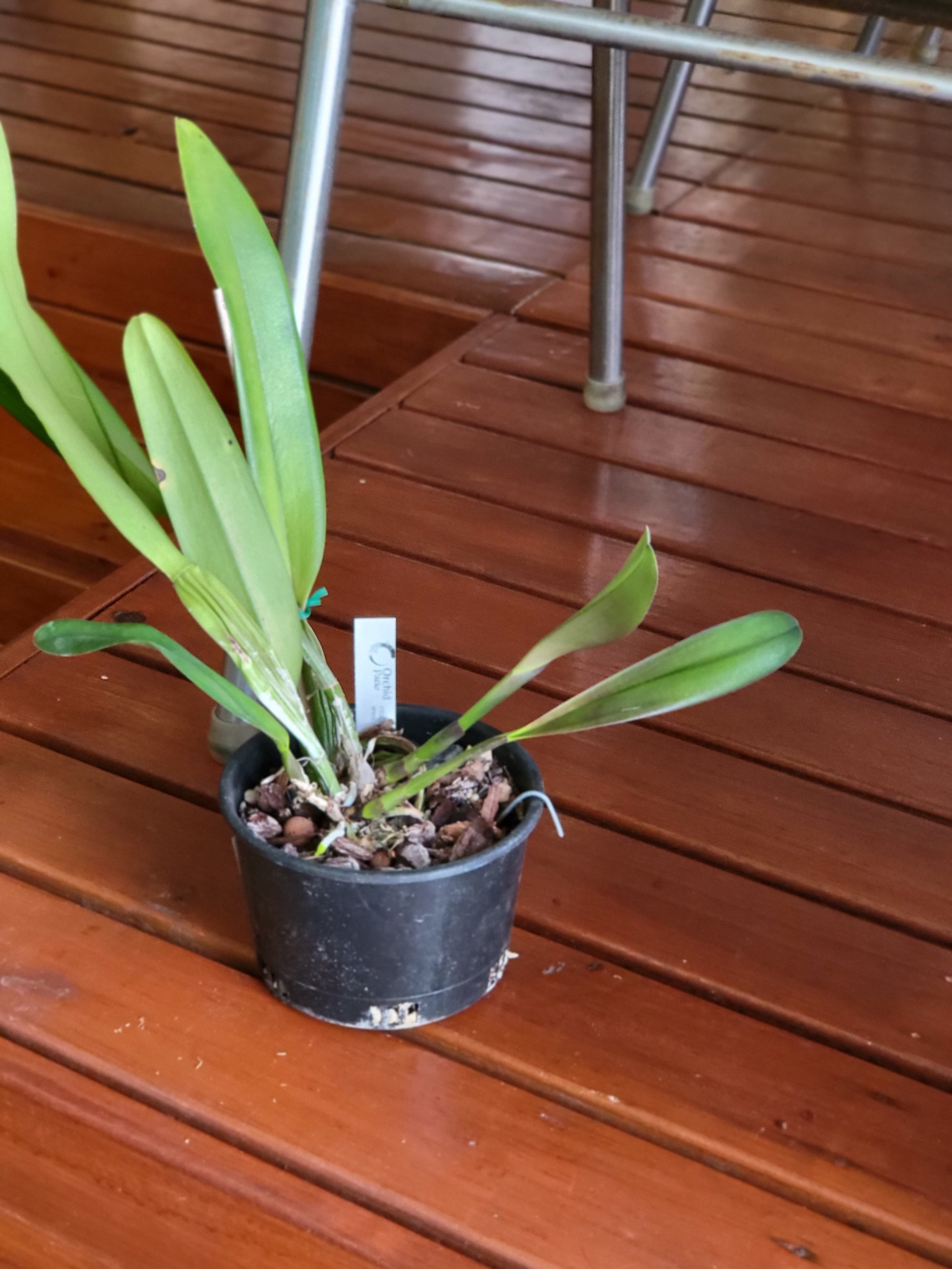 Rhyncholaeliocattleya Exotic Dream ( Fragrant ) Secondary image