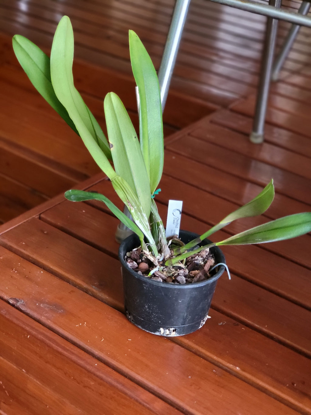 Rhyncholaeliocattleya Exotic Dream ( Fragrant )