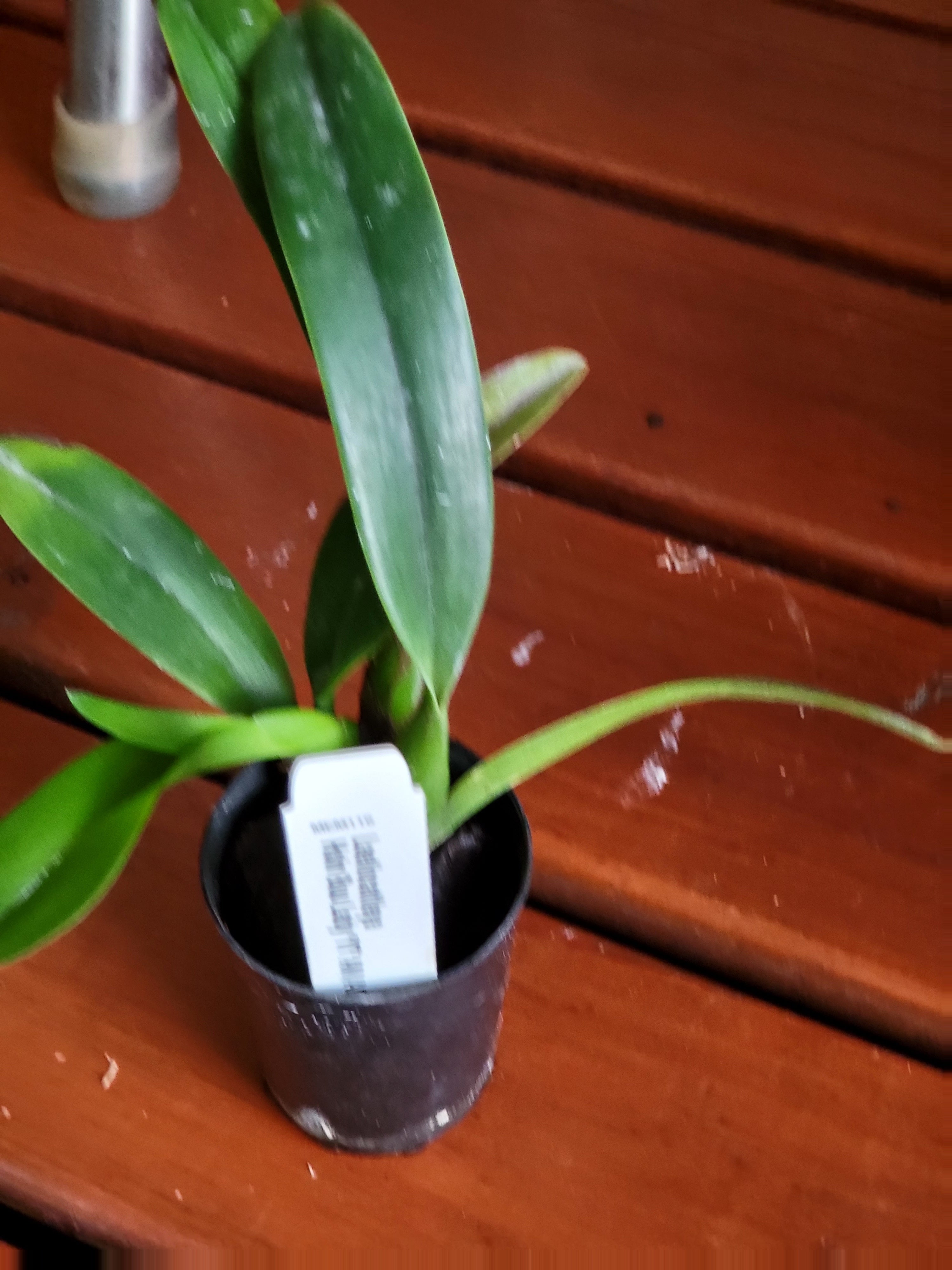 Laeliocattleya Hsin Buu Lady ( Fragrant ) Secondary image