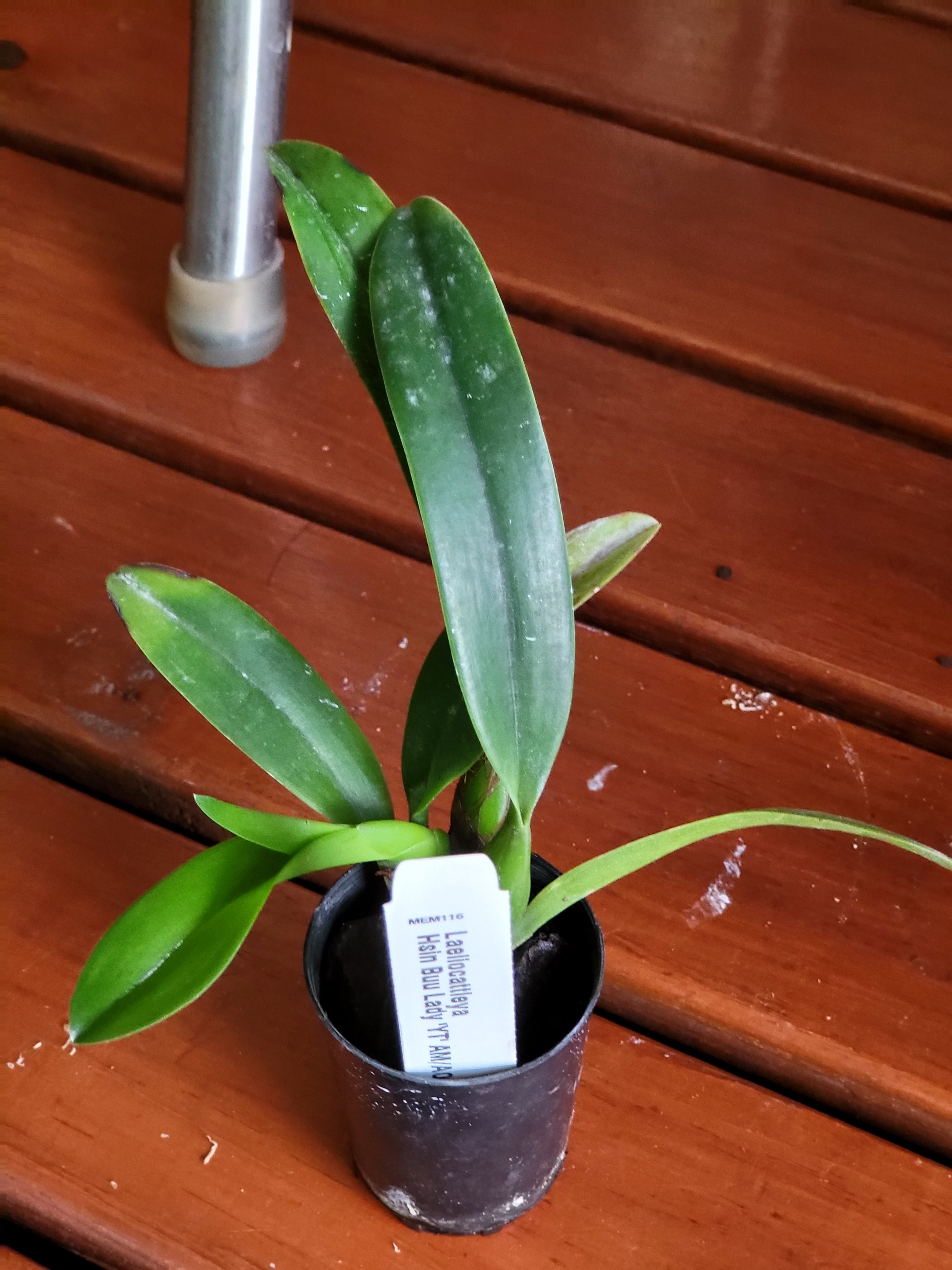 Laeliocattleya Hsin Buu Lady ( Fragrant )